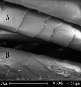 Figure 1. SEM Micrograph Laser Irradiated Wool
